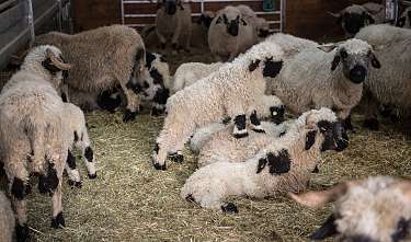 Schafe im Tradition Julen Stall