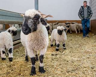 Besuch im Stall bei den Tradition Julen Schwarznasenschafen in Zermatt