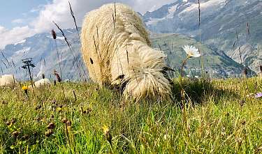 Meet the Sheep