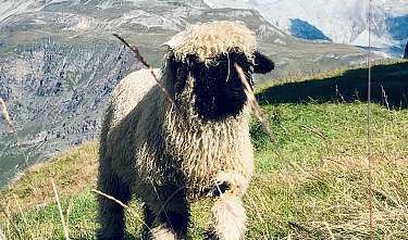 Meet the Sheep
