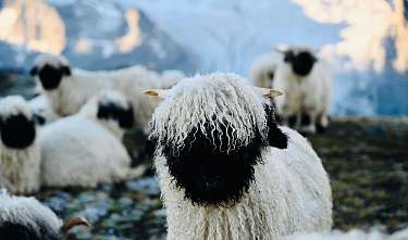 Meet the Sheep